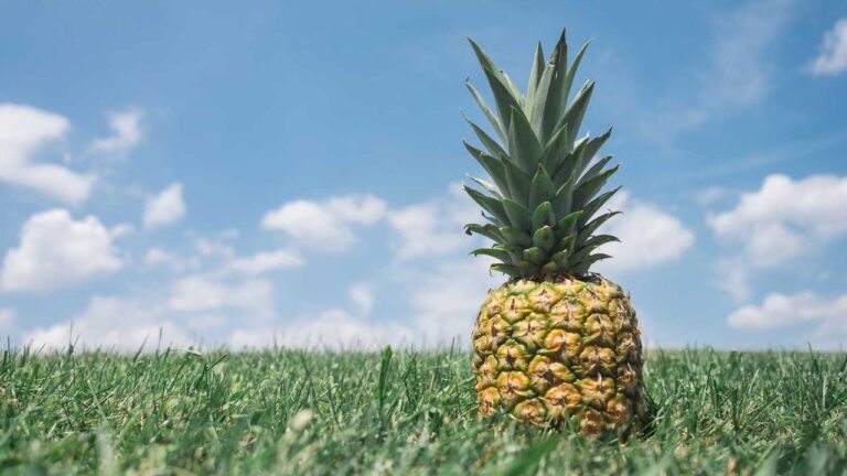 What Is Meant By Cricbet99 Kya H?